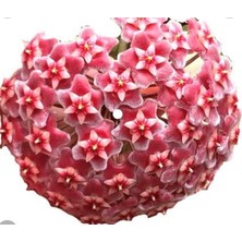 Burada Bulabilirsin Nura Botanik Hoya Pubicayx 1 Yaş 20-40 cm Kokulu Mum Çiçeği Bitkisi