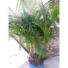 Burada Bulabilirsin Serada Decor & Plant Areka Palmiyesi, 100-120 Cm, 1 Adet Saksılı Bahçe Salon Bitkisi