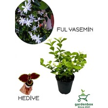 Burada Bulabilirsin Nura Botanik Kokulu Katmerli Ful Yasemin Çiçeği, Saksılı, 30-60 Cm, Yaprak Güzeli Bitkisi