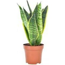 Myg Plus Kılıç Çiçeği 30 40 cm Paşa Kılıcı Sansevaria Peygamber Kılıcı Çiçeği, BTSR754