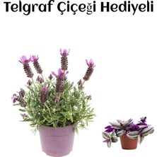 Burada Bulabilirsin Serada Decor & Plant Mis Kokulu Mor Lavanta Fidanı, Telgraf Hediyeli