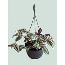 Burada Bulabilirsin Nura Botanik Tradescantia Zebrina Alacalı Telgraf Çiçeği, 1 Adet, Makrome Saksılı, 30-50CM