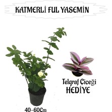 Burada Bulabilirsin Serada Decor & Plant Mis Kokulu Katmerli Ful Yasemin 40-60CM + Telgraf Çiçeği Hediyeli