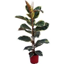 Burada Bulabilirsin Gardenbox Alacalı Kauçuk Çiçeği Fidanı, 70-100CM, Tüplü, Ficus Elastica