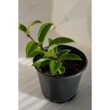 Burada Bulabilirsin Nura Botanik Mum Çiçeği Pembe-Beyaz Çift Renk Ev Salon Bitkisi, 10-15CM