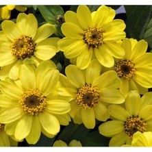 Myg Plus Mini Çiçekli Kirli Hanım Zinnia Tohumu - Sarı Kırmızı Renk - 5 Adet