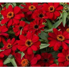 Myg Plus Zinnia Çiçeği Tohumu - Mini Çiçekli, Kirli Hanım, Kırmızı - 5 Adet
