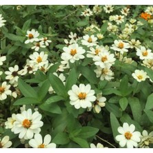 Myg Plus Beyaz Renkli Mini Zinnia Çiçeği Tohumu - 5 Adet