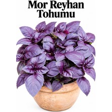 ByKurt Sunagri Mor Reyhan Tohumu Aromatik Saksı Bahçe Kolay Yetiştirilen 40 Adet