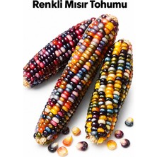 ByKurt Sunagri Renkli Gökkuşağı Mısır Tohumu Bahçe Tarla Ekimi 40 Adet