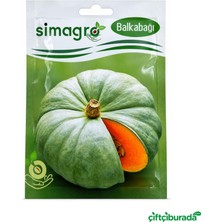 Simagro Arıcan 97 Balkabağı Tohumu 10 G