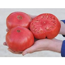 Pratik Ev Ponderosa Domates Tohumu