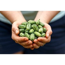 Pratik Ev 10 Adet Cüce Cucamelon (Salatalık) Tohumu