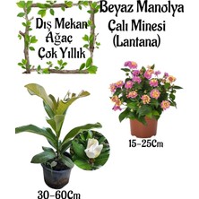 Nura Botanik Kokulu Manolya Ağacı 1 Adet Saksılı+Pembe Çalı Minesi 1 Adet Saksılı Bahçe Seti