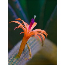 Nura Botanik Kampanyalı Çiçek Açan Kaktüs Maymun Kuyruğu Hildewintera Aureispina Cactus Dolgun Formlu