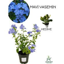 Nura Botanik Özel Tür Canlı Mavi Yasemin Çiçeği 1 Adet Saksılı 30-60CM+YEŞIM Para Çiçeği