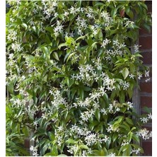 Nura Botanik Rhyncospermum Jasminoides Arap Yasemini Yasemin Fidanı