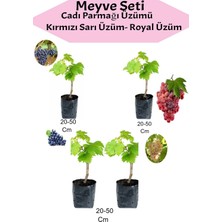 Nura Botanik Avantajlı 4'lü Üzüm Seti Cadı Parmağı+Kımrızı+Sarı+ Royal Üzüm Fidanı