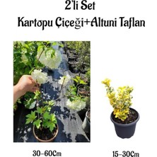 Nura Botanik Beyaz Kartopu Çiçeği Sarmaşığı+Altuni Taflan Saksılı 2'li Set Dış Mekan Bitkileri