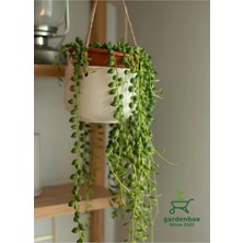 Flora Vadi Özel Tür Inci Tanesi Tespih Çiçeği Makrome Saksılı 20-30CM (Senecio Rowleyanus)
