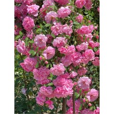 Videolu Sarmaşık Gül Pembe Renkli Kokulu (60 80 Cm) 3 Adet Aşılı Gül Pink Rose