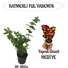 Nura Botanik Mis Kokulu Katmerli Ful Yasemin 1 Adet+Sihirbaz Yaprak Güzeli Hediyeli