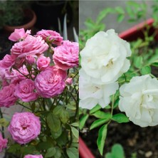 Bitkim Sende Videolu Pembe ve Beyaz Yediveren 2 Adet Gül Fidanı Saksılı 45-80 cm (Pink And White Rose Sapling)