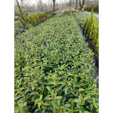 Nura Botanik Kartopu Viburnum Lucidum 5 Adet 80-100 cm Saksılı Dış Mekan Bahçe Peyzaj Çit Bitkisi