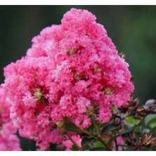 Nura Botanik Pembe Oya Ağacı Fıdanı 60 cm Saksılı