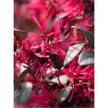 Nura Botanik Nadir Tür Bahçe Bitkisi Canlı Loropetalum (20-40CM) Bordo Yapraklı Saksılı Peyzaj Çalısı