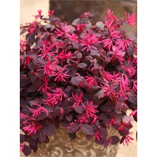Nura Botanik Loropetalum Chinense Canlı Formlu Bordo Yapraklı (20-40CM)DEKORATIF Bahçe Bitkisi