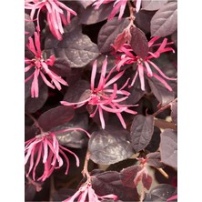 Flora Vadi Loropetalum Chinense (20-40 Cm) Saksılı 1 Adet Bahçeye Estetik Katacak Süs Bitkisi