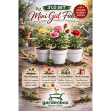 Nura Botanik 3' Lü Mini Gül Fidesi Karışık Renk 15-20CM Saksılı (Mix Rose)