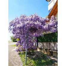Nura Botanik Videolu Mor Salkım Çiçeği Fidanı (60 80CM)1 Adet Saksılı Dış Mekan Bitkisi Salkım Lale Muscari