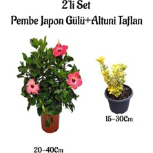 Nura Botanik Pembe Renk Japon Gülü Çiçeği+Altuni Taflan Çit Bitkisi 2'li Set Dış Mekan Bitkileri
