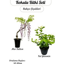 Flora Vadi Formlu Kokulu Bitki Ikilisi – Saksılı Katmerli Ful Yasemin ve Mor Salkım Sarmaşığı