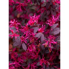 Flora Vadi Loropetalum Chinense (20-40 Cm) 1 Adet Canlı Gönderim Saksılı Dekoratif Çalılık Tür