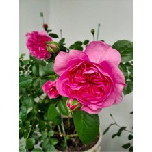 Bitkim Sende Formlu Yediveren Kokulu Katmerli Pembe Gül Fidanı 1ADET Saksılı/tüplü 30-55 cm (Pink Rose)