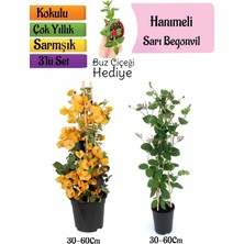 Nura Botanik Sarı Begonvil+Kokulu Hanımeli Çiçeği+Buz Çiçeği Hediyeli 3'lü Peyzaj Seti
