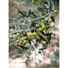 Videolu Gemlik Zeytin Fidanı (90 110 Cm) Tüplü 4 Adet Zeytin Fidesi Olive Seedling