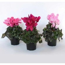 Flora Vadi Formlu Sıklamen Çiçeği Hediyelik Çiçek
