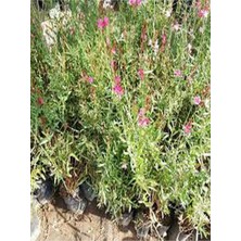 Nura Botanik Gaura Çalısı Bitkisi 20-45 cm Saksılı/tüplü Dış Mekan Sarmaşık Bitkileri