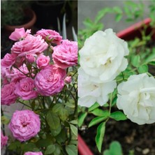 Nura Botanik Videolu Pembe ve Beyaz Yediveren 2 Adet Gül Fidanı Saksılı 45-80 cm (Pink And White Rose Sapling)
