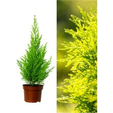 Nura Botanik Videolu 1 Adet Kokulu Limoni Servi Fidanı 40-60 cm Saksılı Dış Mekan Ağaçları Lemon Cypress