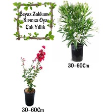 Nura Botanik Beyaz Zakkum Çiçeği 1 Adet+ Kırmızı Oya Ağacı 1 Adet Saksılı Bahçe Seti
