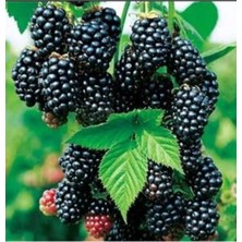 Nura Botanik Avantajlı Dikensiz Yediveren Jumbo Böğürtlen Fidanı Saksılı Yüksek Verimli (Soğuğa Dayanıklı)