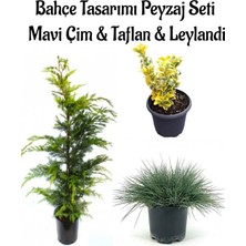 Nura Botanik Mavi Çim 1 Adet Saksılı (10-20CM)+ALTUNI TAFLAN(20-40CM)+LEYLANDI Çam 1ADET Bahçe Seti