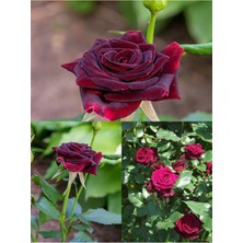 Nura Botanik Videolu Bordo Yediveren Kokulu (25 50 Cm) 2 Adet Gül Fidanı Saksılı Aşılı Gül Burgundy Rose