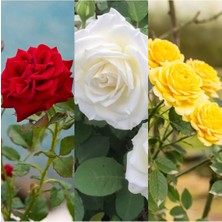 Bitkim Sende Videolu 3 Adet Kırmızı Beyaz ve Sarı Gül Fidanı Saksılı 45-85 cm (Red White And Yellow Rose Sapling)