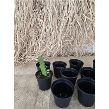Pratik Ev Üretim Kaktüs Sukulent Saksı 10 Adet 5,5x5 cm Siyah Plastik Fide Saksısı